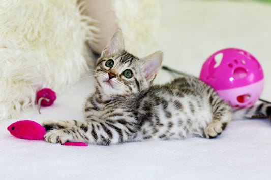 Divertimento Intelligente per il Tuo Gatto: Scopri il Gioco Interattivo Pet Game Qi